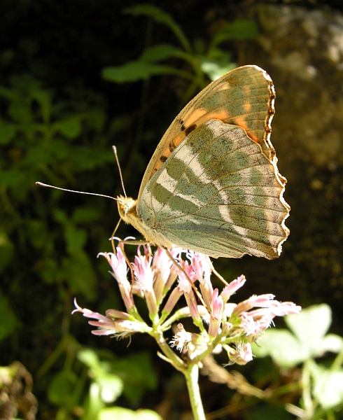 Argynnis pandora? - No, Argynnis paphia